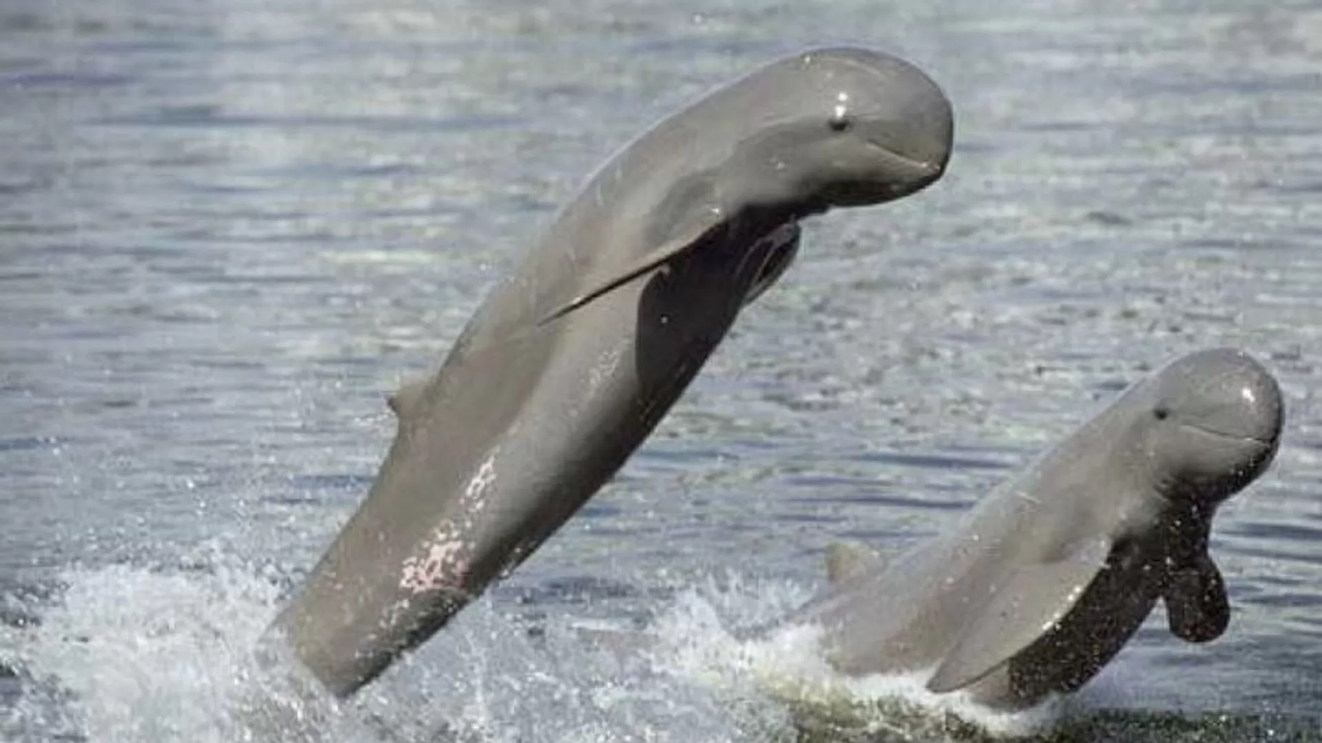See the Irrawaddy dolphins