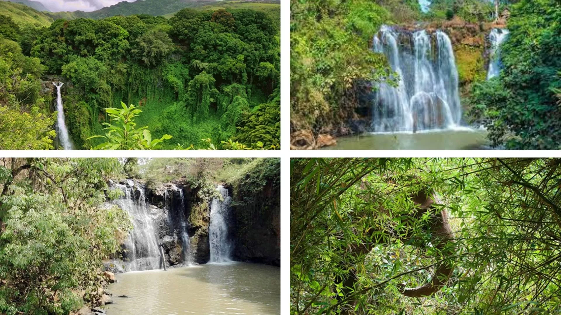 Norng Kabat forest in Ratanakiri
