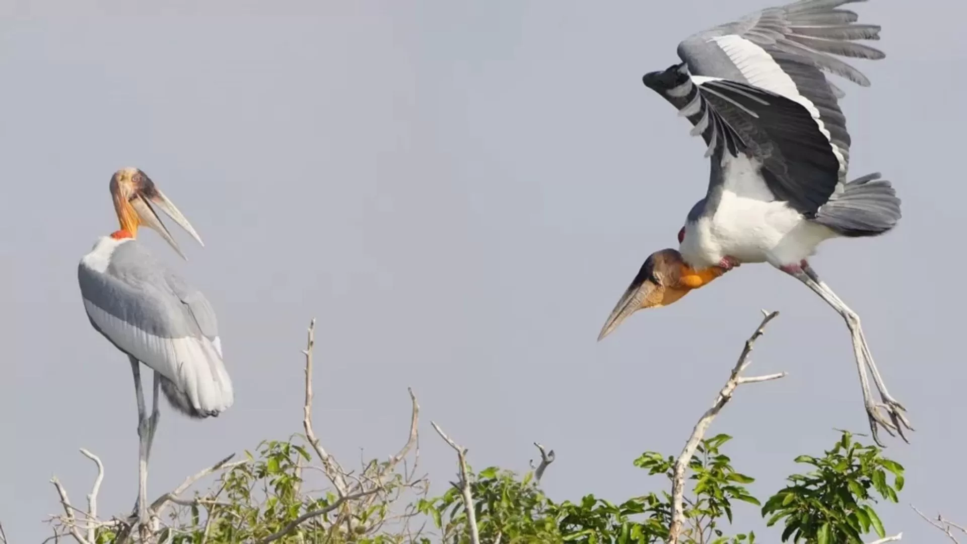 Prek toal bird sanctuary
