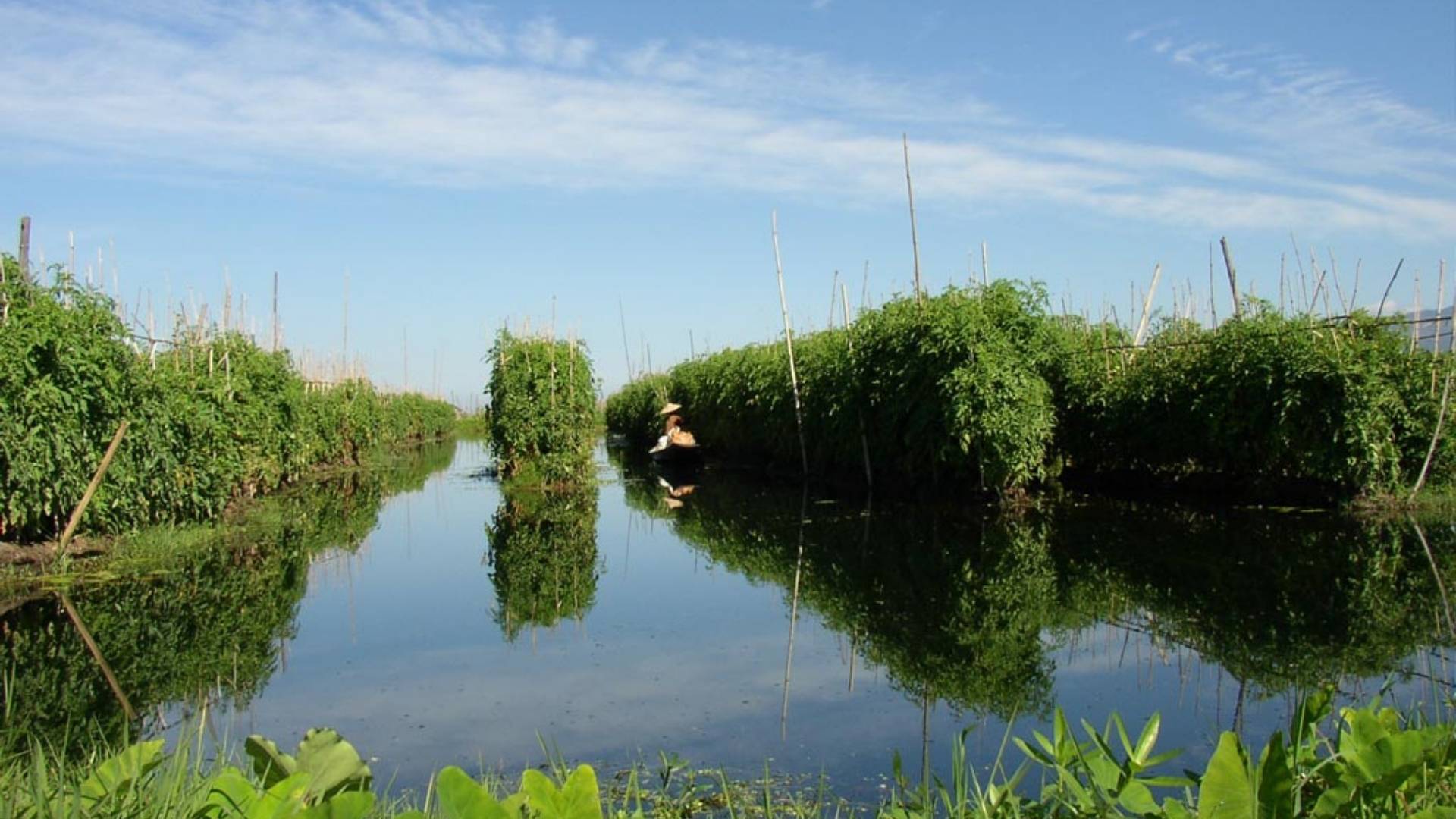 Floating garden in Inle Lake