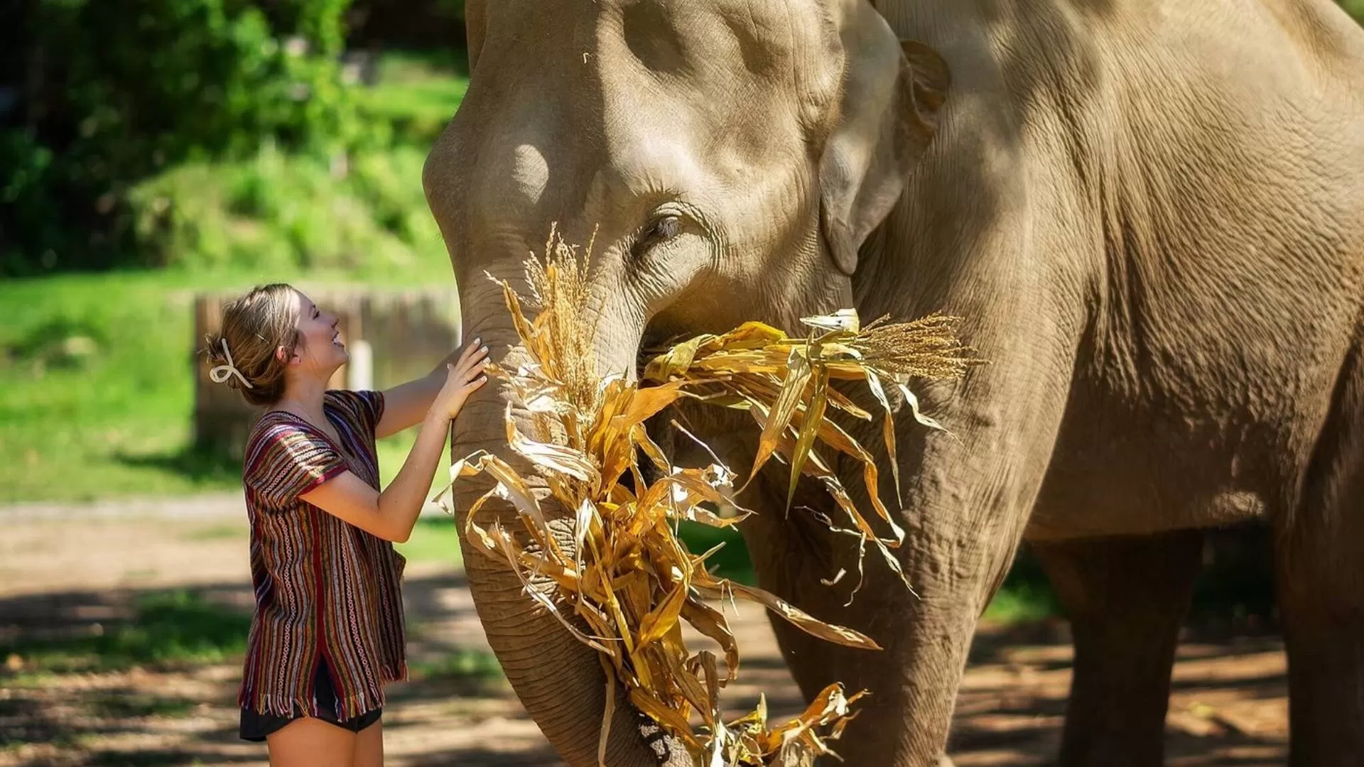 Visit elephant sanctuary in Chiang Mai