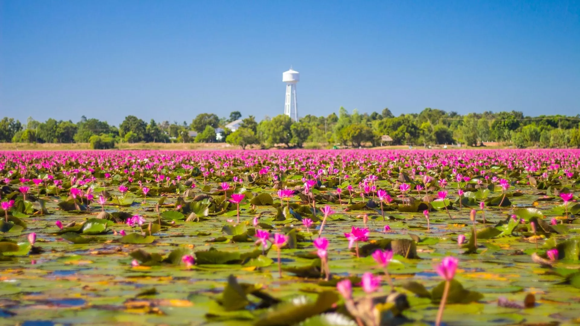 Red lotus lake
