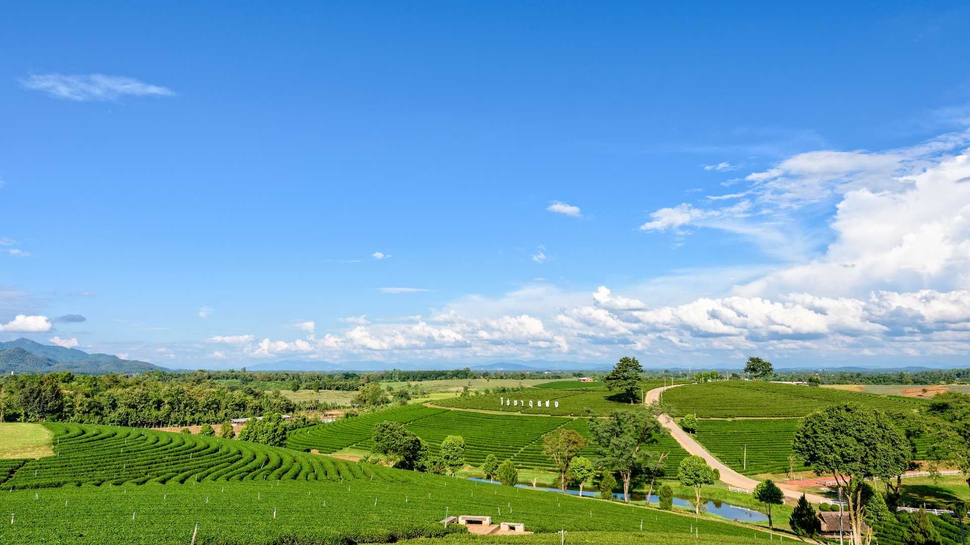 Choui Fong Tea Plantation