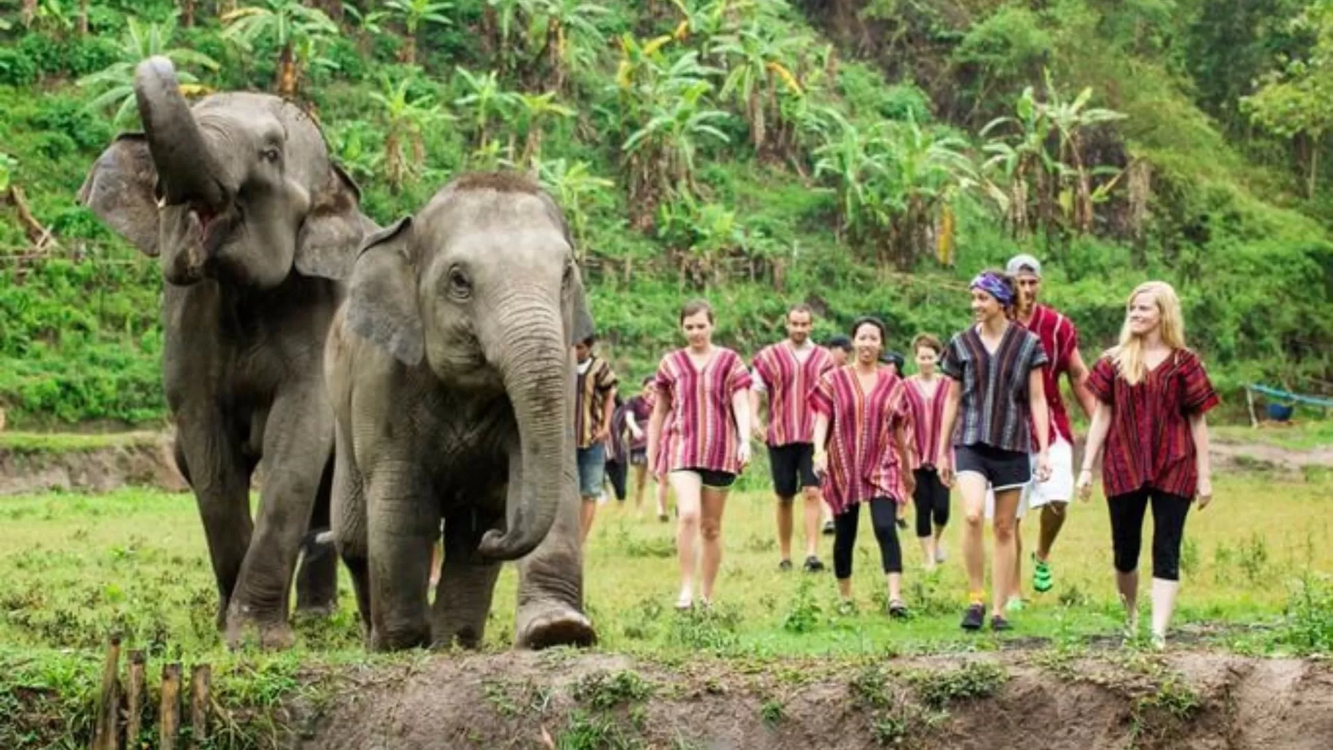 Elephant Jungle Sanctuary – un havre de paix pour les éléphants