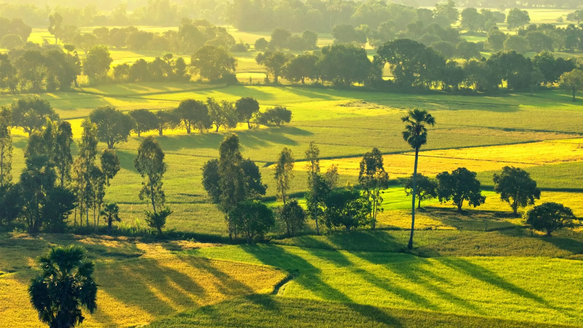 Champ de riz Tapa récolté à An Giang, Delta du Mékong