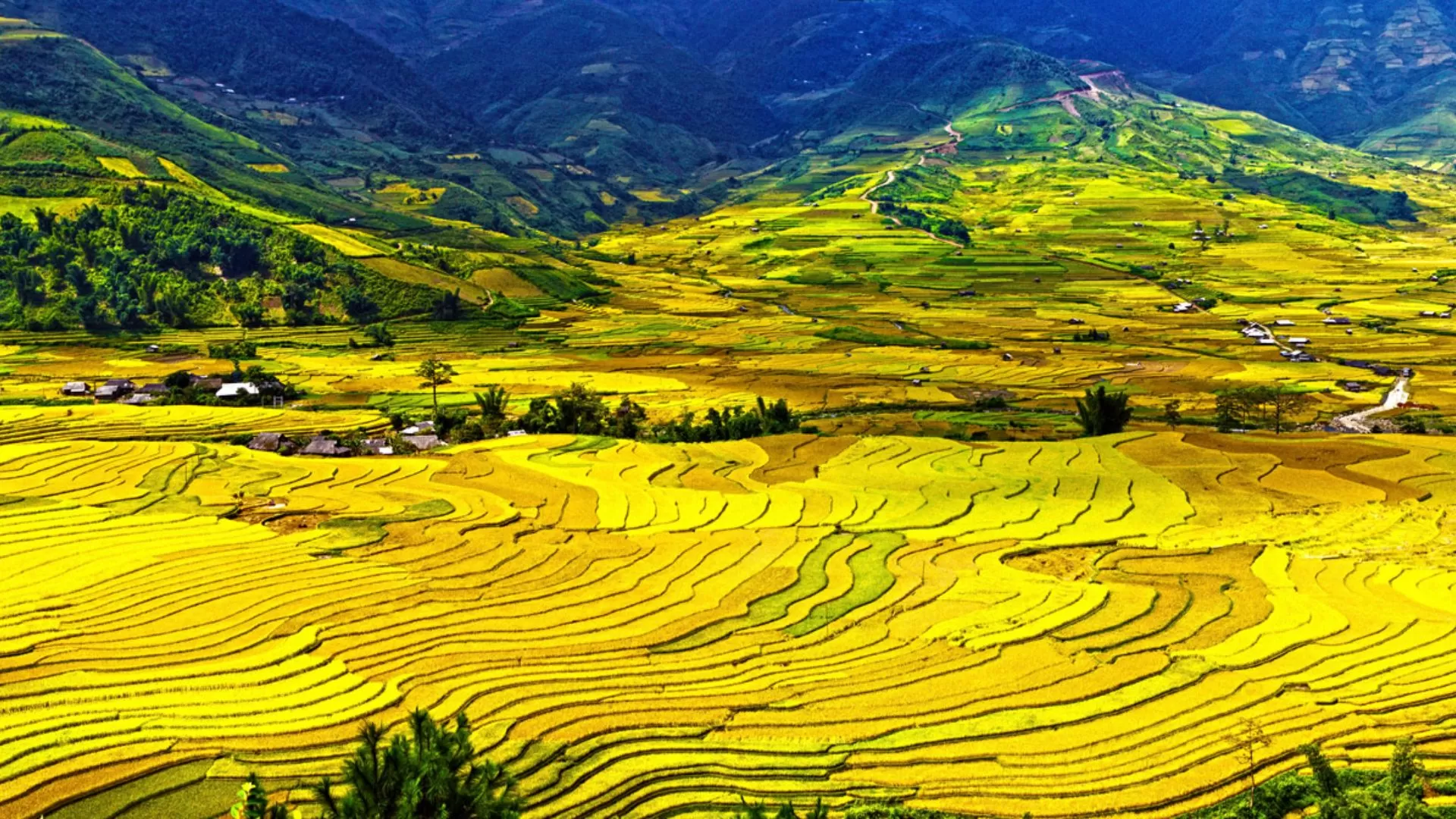 Quand partir à Mu Cang Chai ?