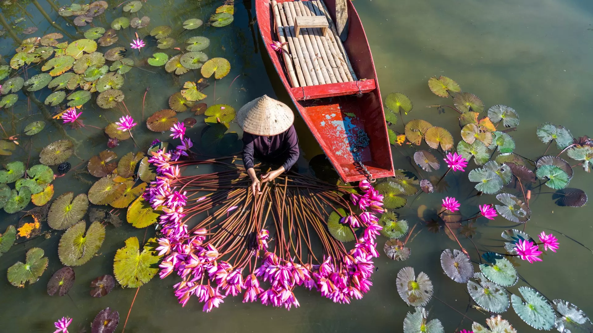 La saison des nénuphars violets à Ninh Binh