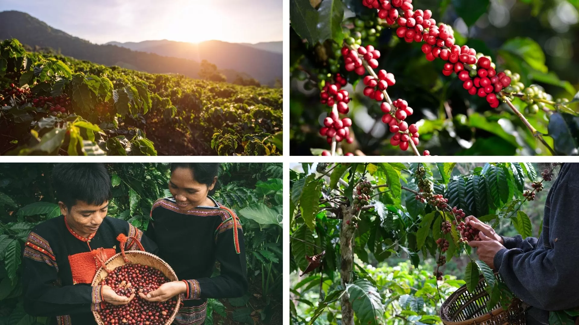 Coffee plantations in Central highland Vietnam