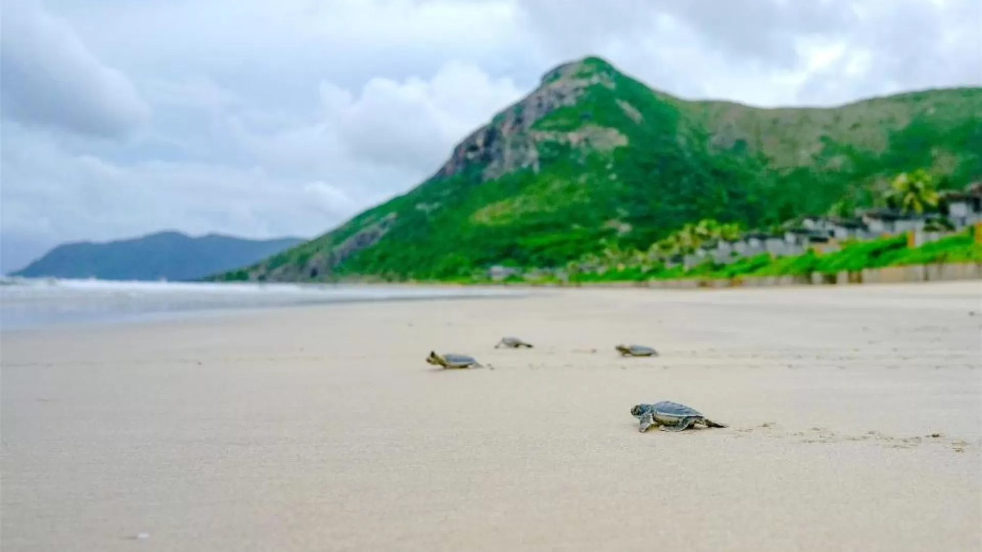 Observation of turtle