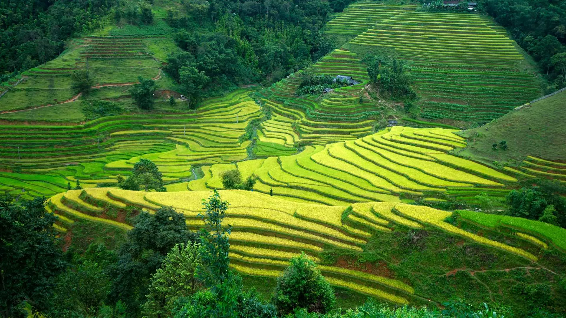Terraced rice fields in Ha Giang