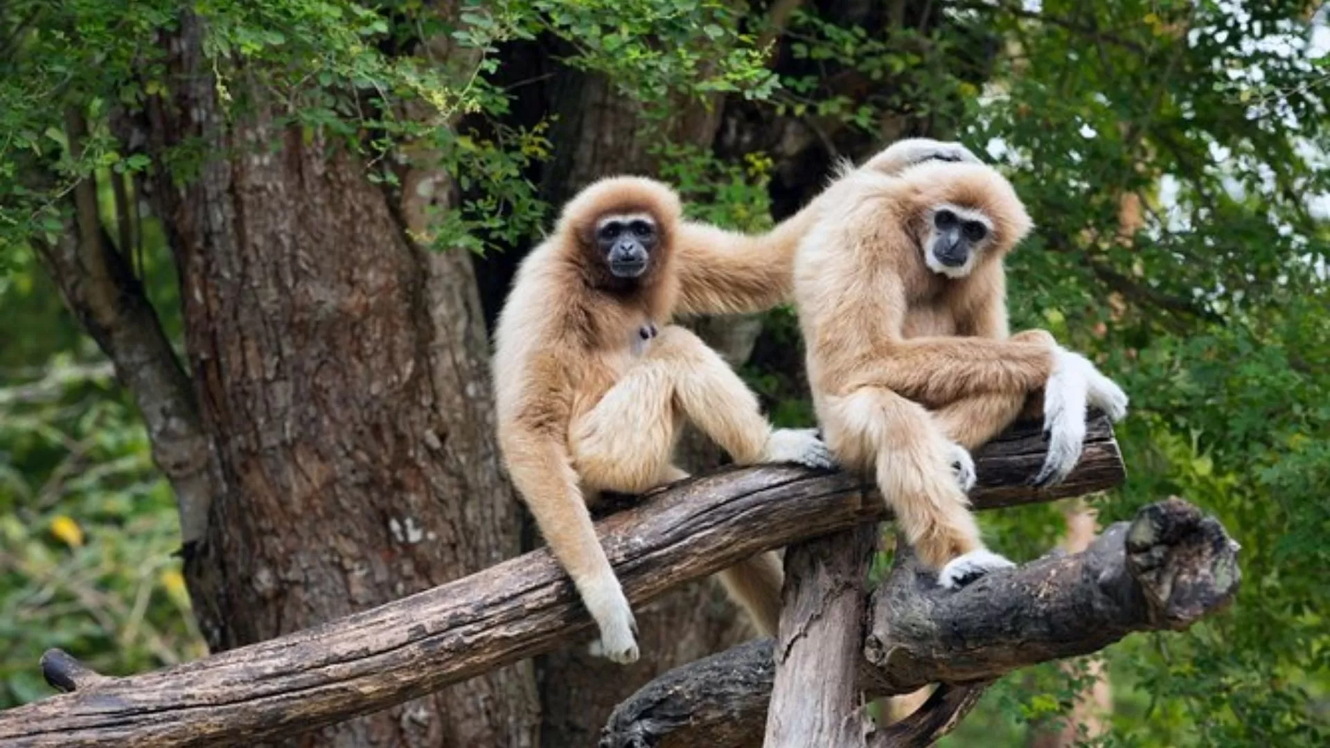 Visiting wild animals