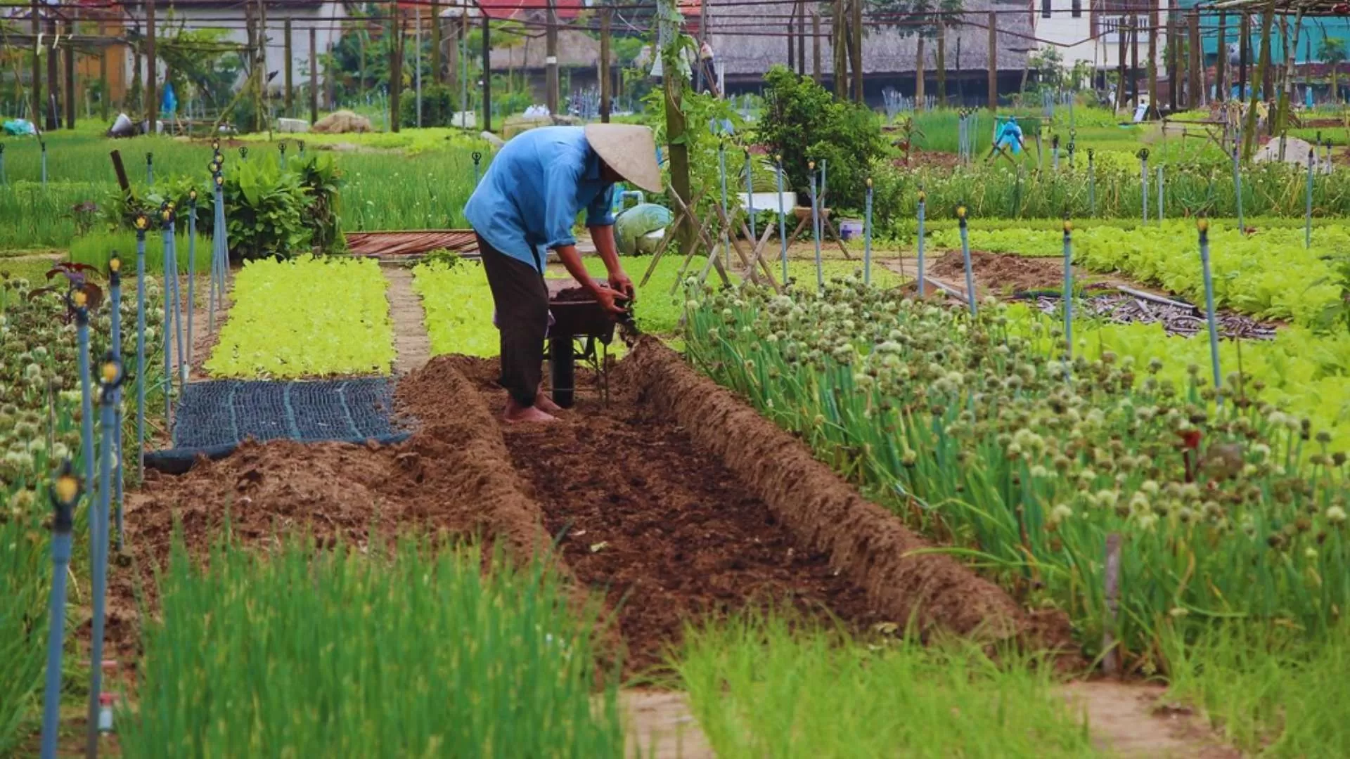 Le village maraicher de Tra Que