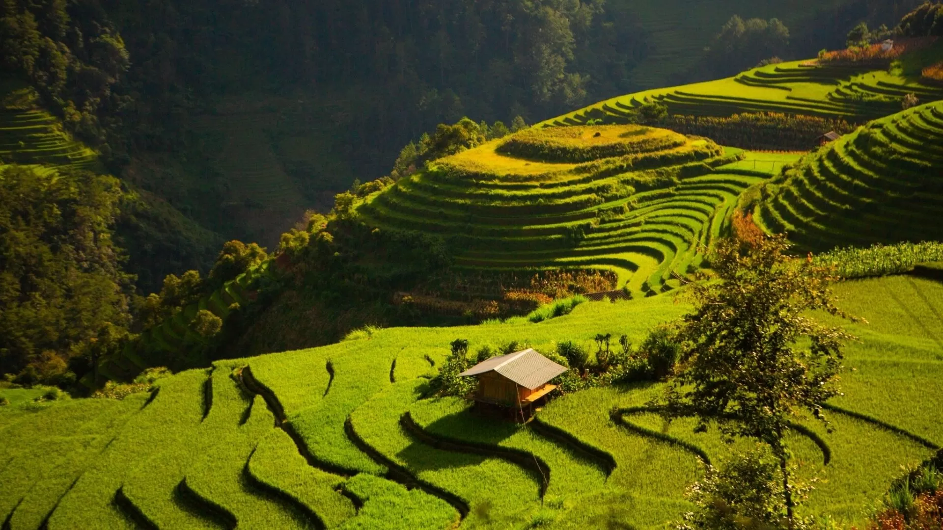 The terraced rice fields in Mu Cang Chai