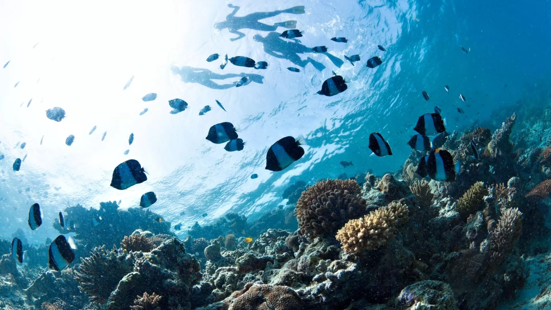 Plongée sous-marine à Nha Trang