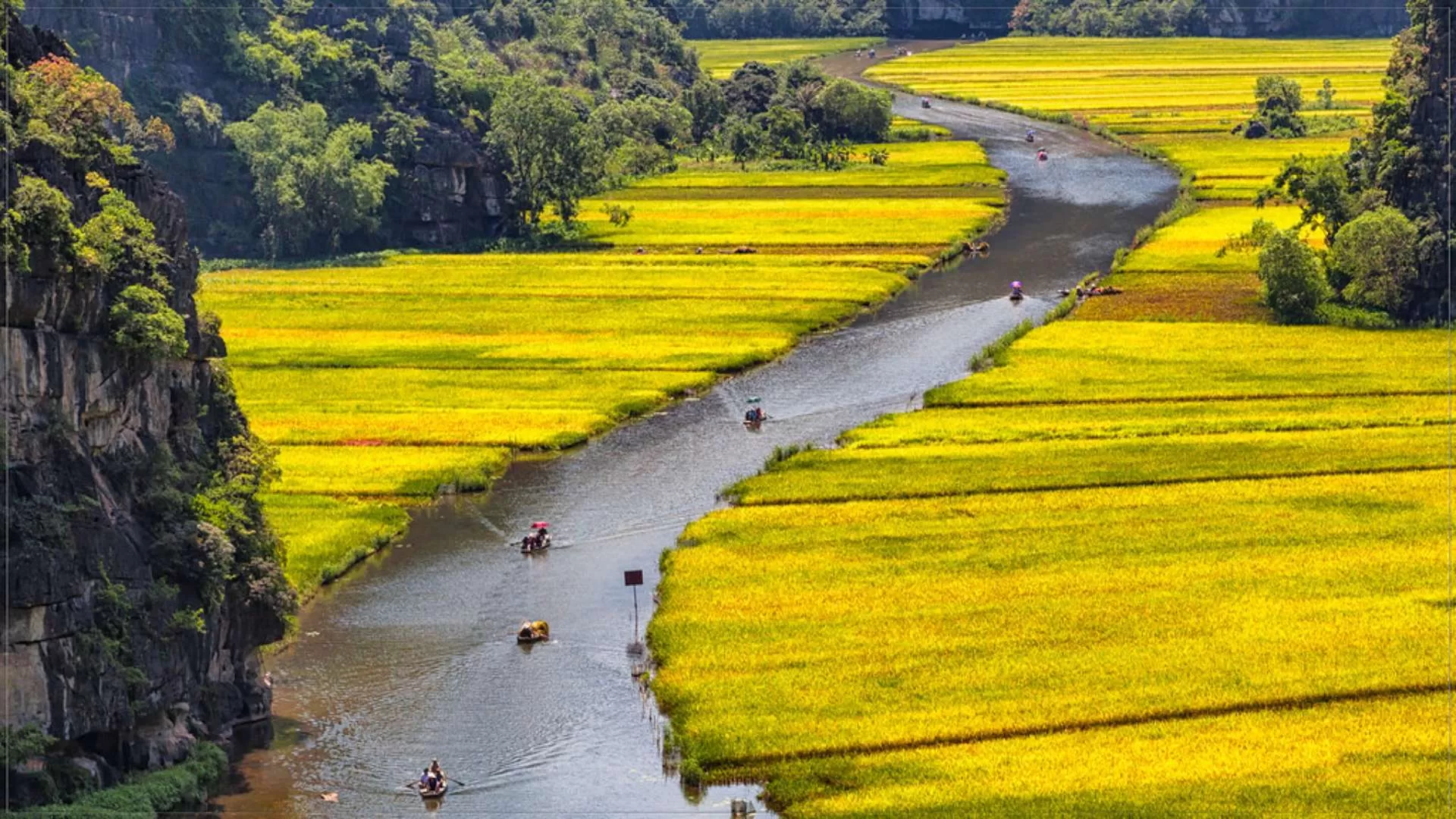 Ninh Binh in the golden rice season
