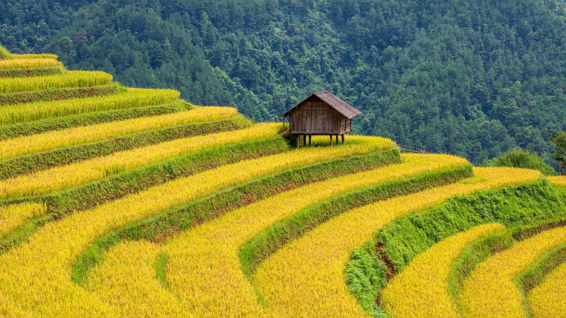 Rizières dorées à Mu Cang Chai