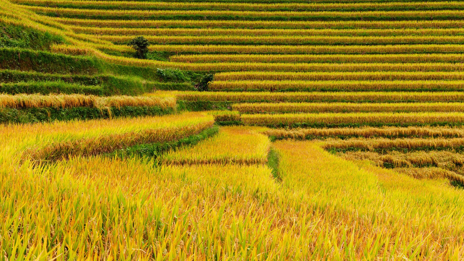 Découvrir Sapa : Entre rizières en terrasses et paysages spectaculaires
